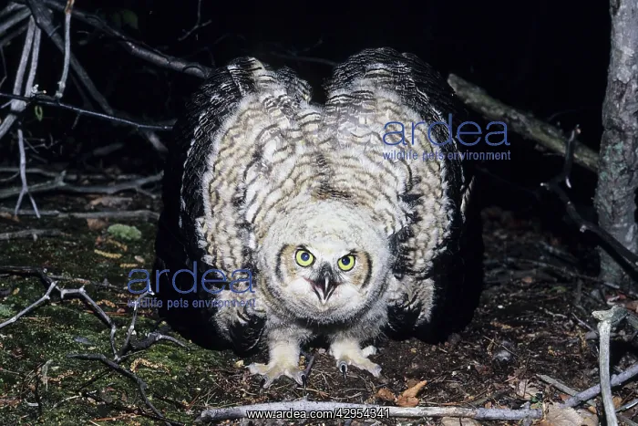 : Great Horned Owl - flightless youngster on ground : Great Horned Owl - flightless youngster on ground