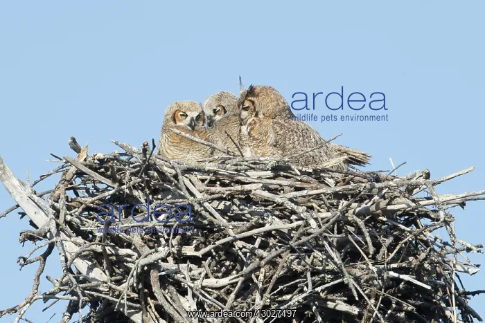 : Great Horned Owl nest : Great Horned Owl nest