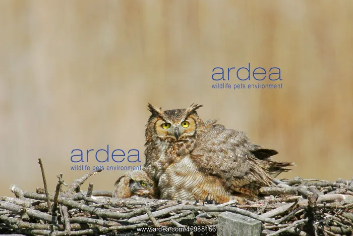 : Great Horned Owl - in nest with chick : Great Horned Owl - in nest with chick
