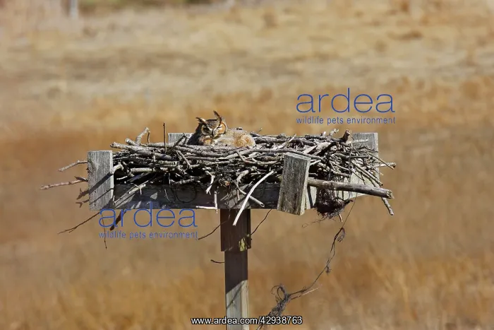 : Great Horned Owl - in nest with chick : Great Horned Owl - in nest with chick