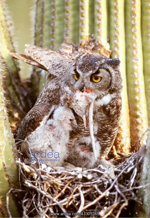 : GREAT HORNED OWL - on nest in Saguaro cactus with : GREAT HORNED OWL - on nest in Saguaro cactus with