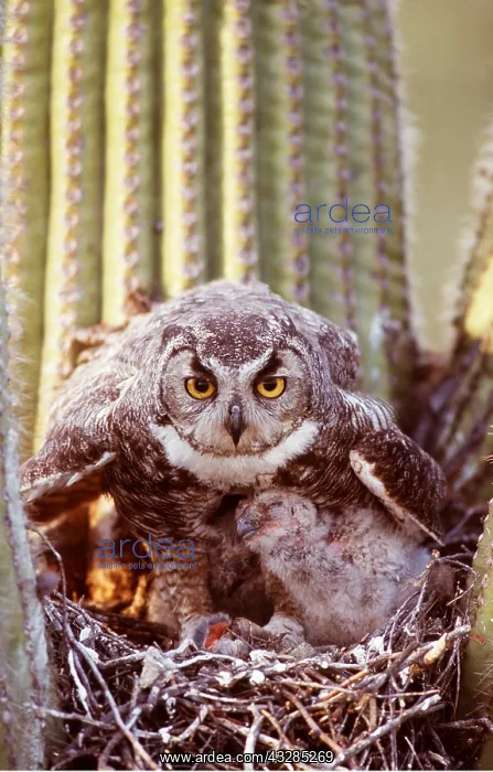  : GREAT HORNED OWL - at nest in Saguaro cactus with chicks