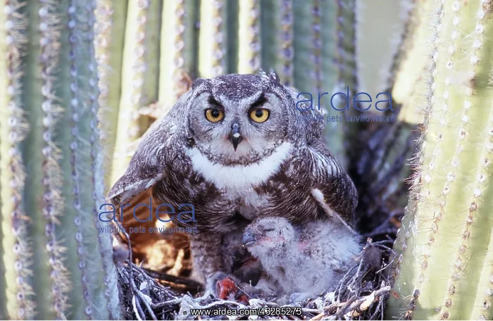 : GREAT HORNED OWL - on nest, with young, on saguaro cactus : GREAT HORNED OWL - on nest, with young, on saguaro cactus