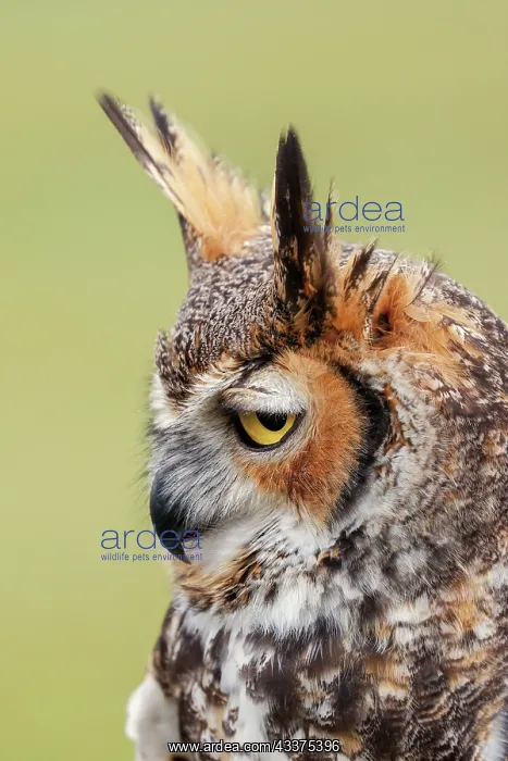 : Great horned owl portrait : Great horned owl portrait