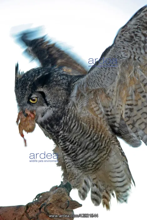 : Great Horned Owl - with prey : Great Horned Owl - with prey