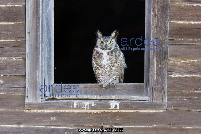 : Great Horned Owl - roosting in abandoned farmhouse : Great Horned Owl - roosting in abandoned farmhouse