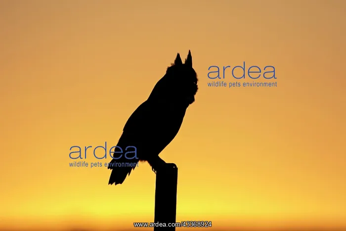  : Great Horned Owl - silhouette
