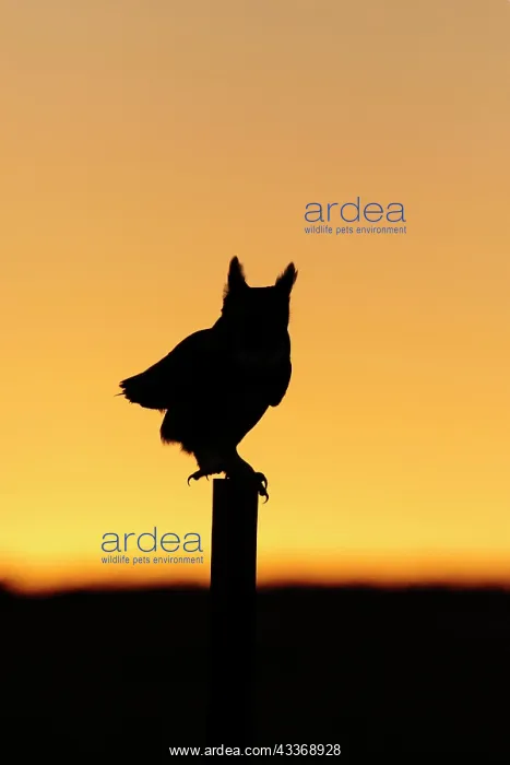  : Great Horned Owl - silhouette