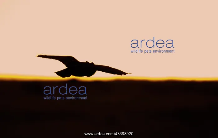 : Great Horned Owl - silhouette in flight : Great Horned Owl - silhouette in flight