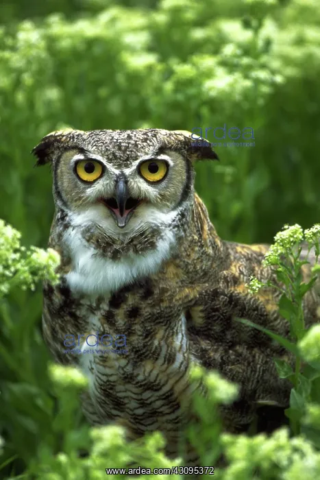 : Great horned owl in spring wildflowers : Great horned owl in spring wildflowers