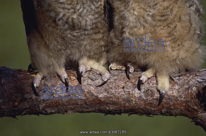 : Great Horned Owl Talons : Great Horned Owl Talons