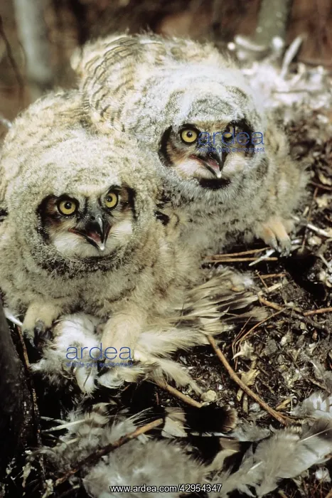: Great Horned Owl - young in nest : Great Horned Owl - young in nest