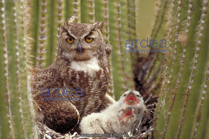: Great Horned Owl - with young in nest in Saguaro Cactus : Great Horned Owl - with young in nest in Saguaro Cactus