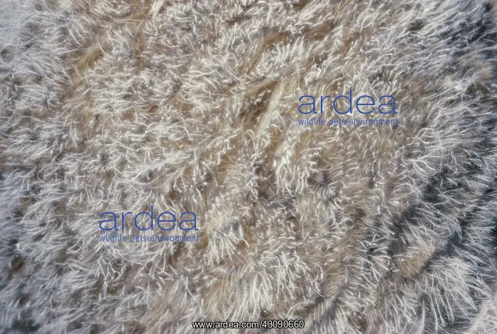 : Great Horned Owlet Down : Great Horned Owlet Down