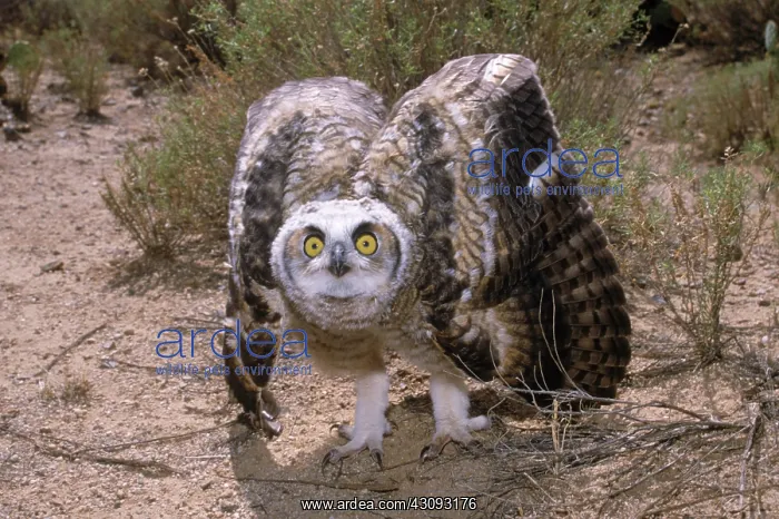  : Great Horned Owlet