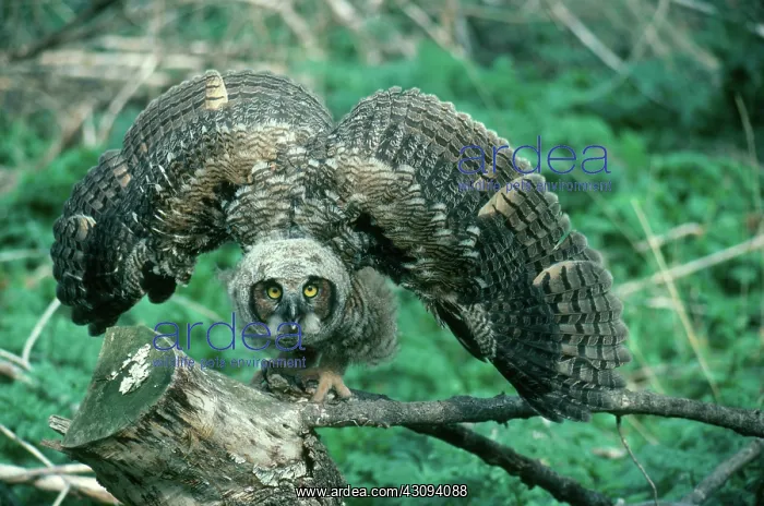 : Great Horned Owlet : Great Horned Owlet