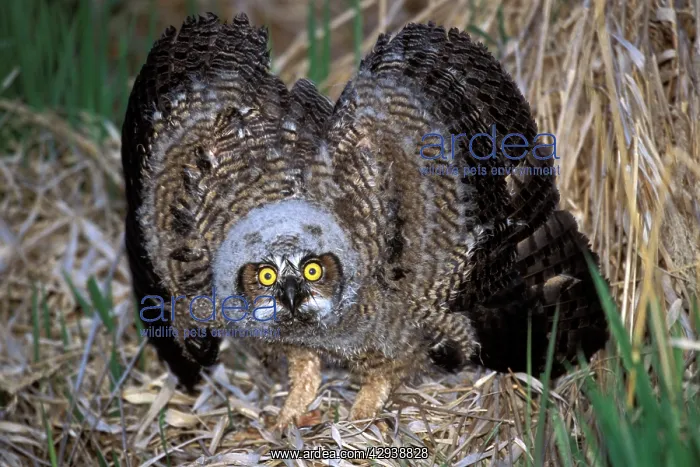 : Great Horned Owlet few weeks old, displaying feathers : Great Horned Owlet few weeks old, displaying feathers