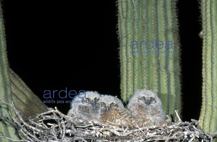 : Great Horned Owlets : Great Horned Owlets