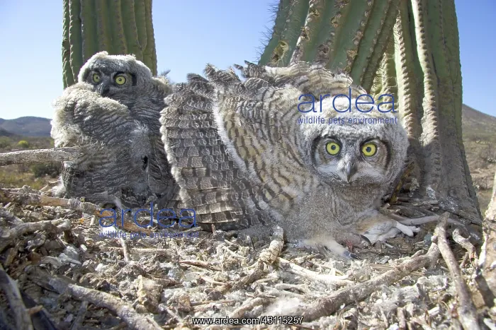 : Great Horned Owlets : Great Horned Owlets