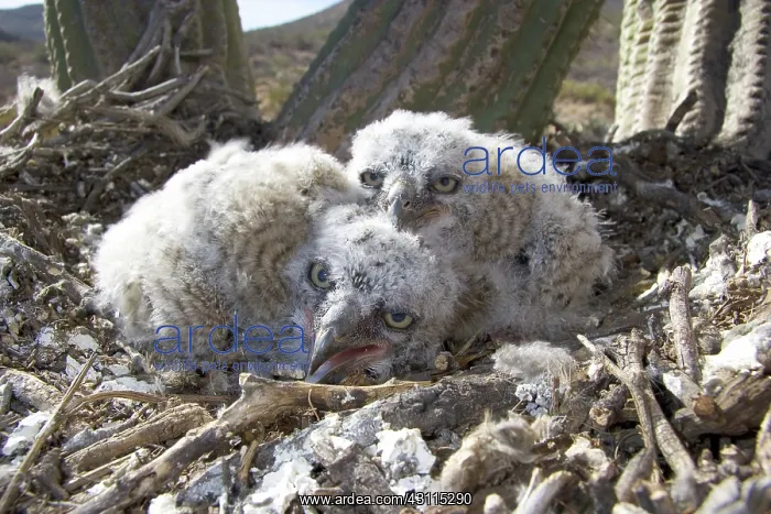 : Great Horned Owlets : Great Horned Owlets