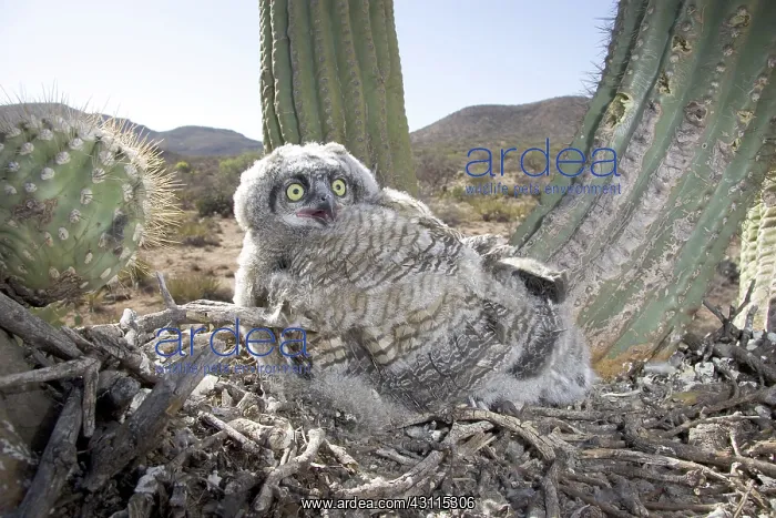 : Great Horned Owlets : Great Horned Owlets