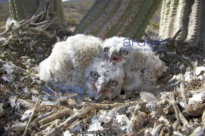 : Great Horned Owlets : Great Horned Owlets