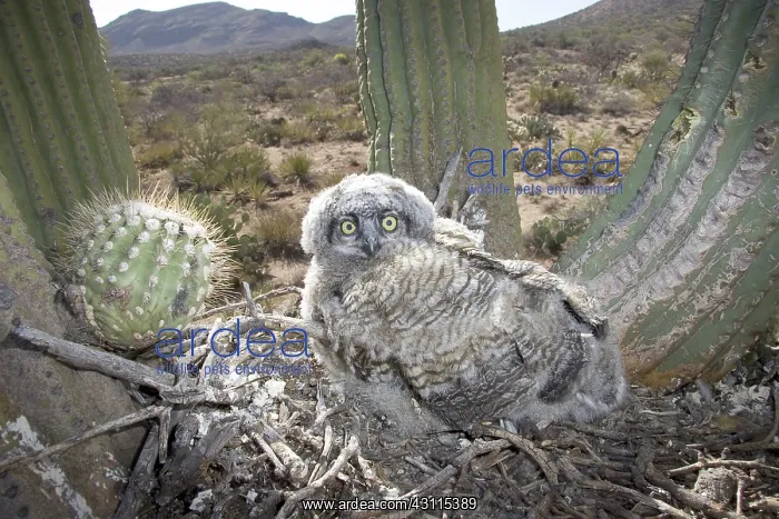 : Great Horned Owlets : Great Horned Owlets