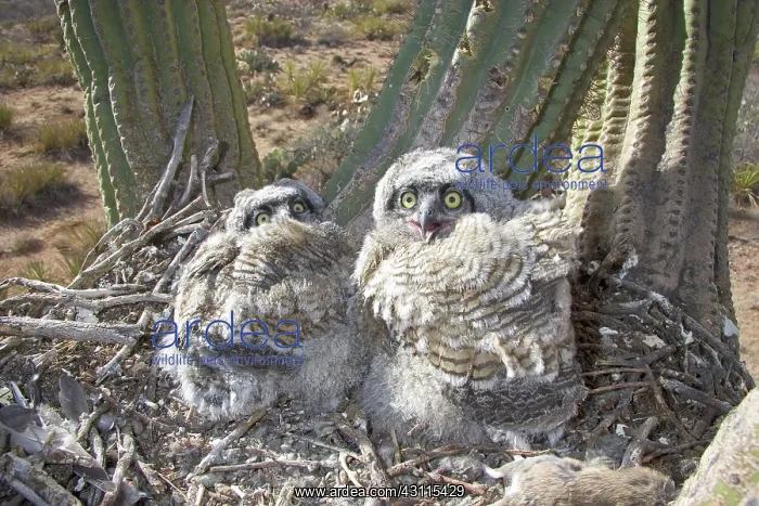 : Great Horned Owlets : Great Horned Owlets