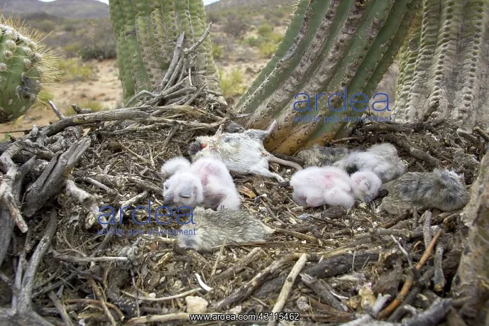 : Great Horned Owlets : Great Horned Owlets
