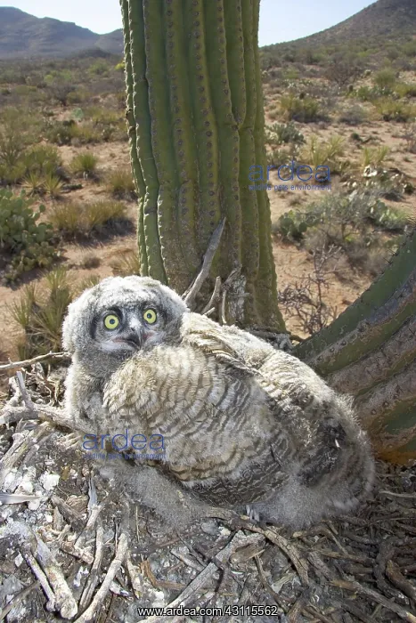 : Great Horned Owlets : Great Horned Owlets