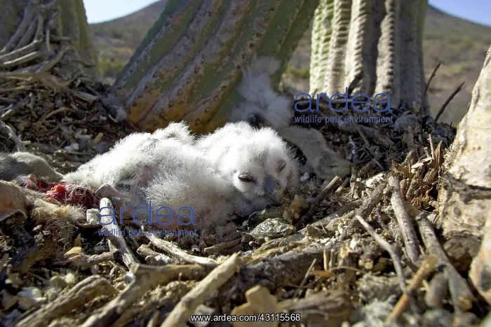 : Great Horned Owlets : Great Horned Owlets