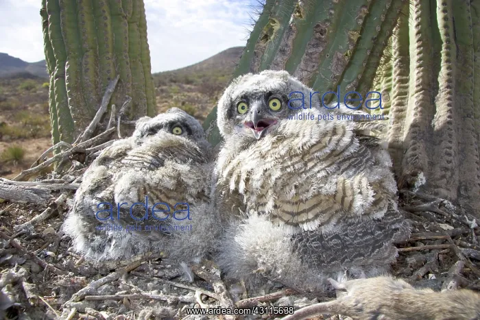 : Great Horned Owlets : Great Horned Owlets