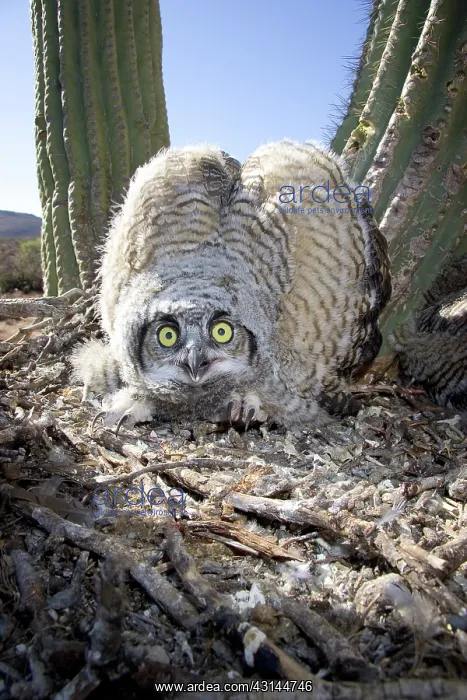 : Great Horned Owlets : Great Horned Owlets