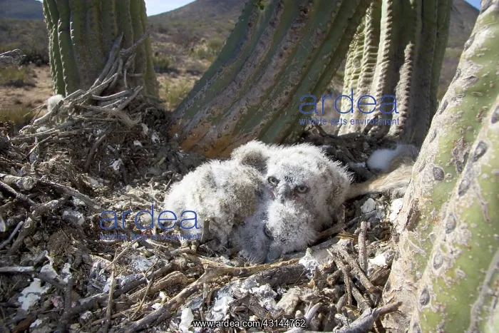 : Great Horned Owlets : Great Horned Owlets