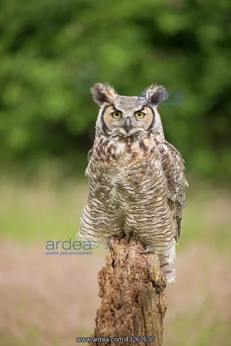 : Great horned owls (Bubo virginianus), American Eagle : Great horned owls (Bubo virginianus), American Eagle