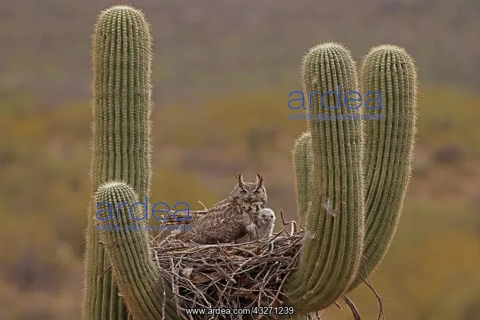 : great horned owls (Bubo virginianus), in nest in saguaro cac : great horned owls (Bubo virginianus), in nest in saguaro cac
