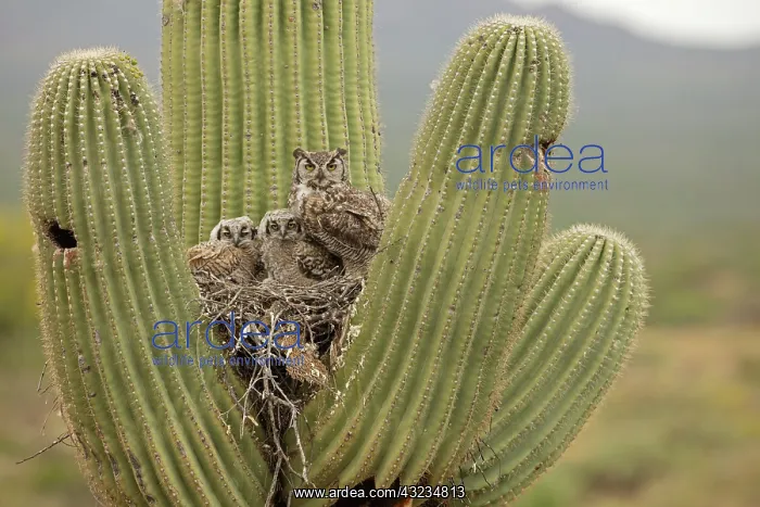 : great horned owls, (Bubo virginianus), in nest in : great horned owls, (Bubo virginianus), in nest in