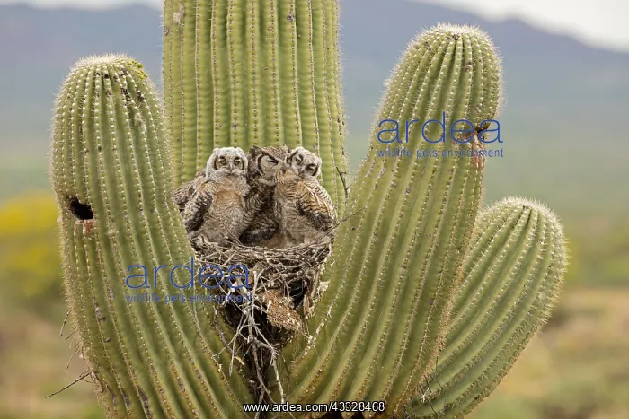 : great horned owls, (Bubo virginianus), in nest in : great horned owls, (Bubo virginianus), in nest in