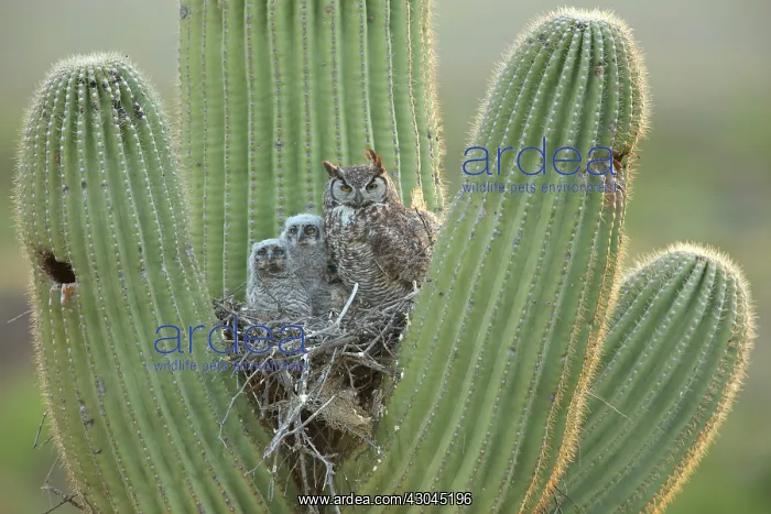 : Great horned owls, Bubo virgininus, Sonoran desert : Great horned owls, Bubo virgininus, Sonoran desert