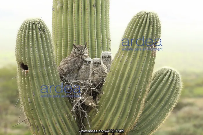 : Great horned owls, Bubo virgininus, Sonoran desert : Great horned owls, Bubo virgininus, Sonoran desert