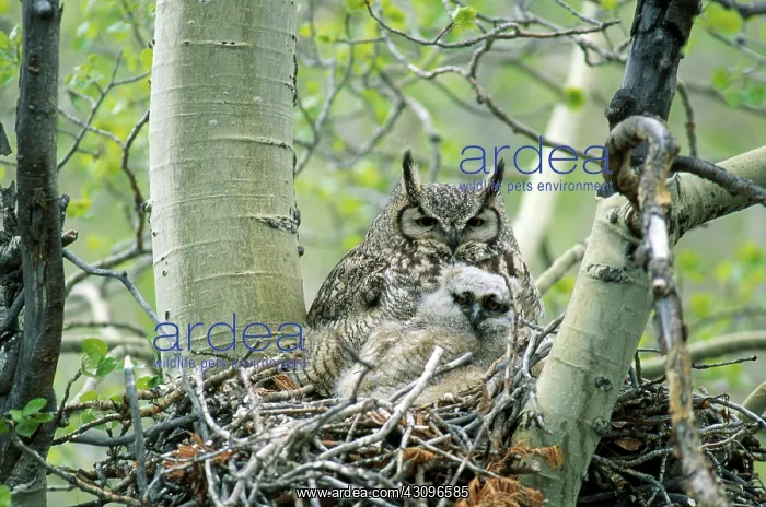 : Great Horned Owls in Nest : Great Horned Owls in Nest