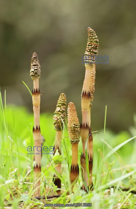 : Great Horsetail spore-bearing cones in early spring : Great Horsetail spore-bearing cones in early spring