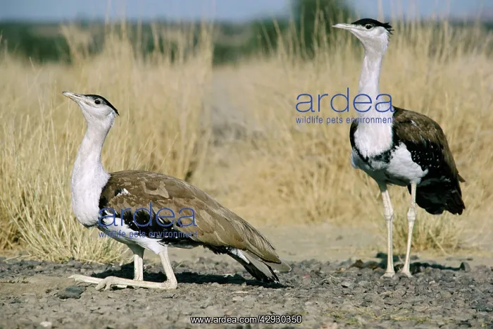 : Great Indian Bustard - in desert habitatS : Great Indian Bustard - in desert habitatS
