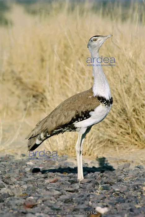 : Great Indian BUSTARD - female or immature : Great Indian BUSTARD - female or immature