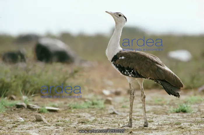 : Great Indian Bustard - male : Great Indian Bustard - male