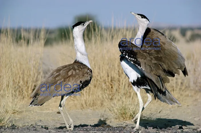 : Great Indian Bustard - males in territorial display : Great Indian Bustard - males in territorial display