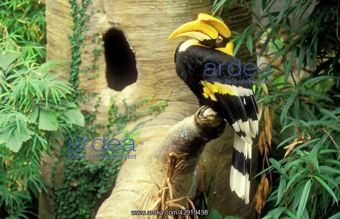 : Great Indian Hornbill : Great Indian Hornbill