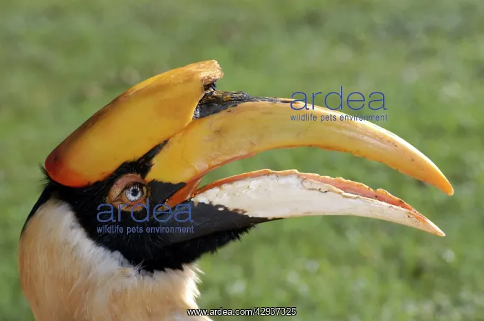 : Great Indian Hornbill : Great Indian Hornbill