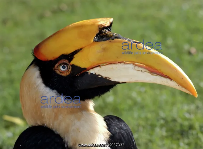 : Great Indian Hornbill : Great Indian Hornbill