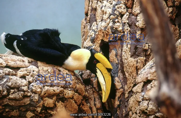 : Great Indian Hornbill : Great Indian Hornbill